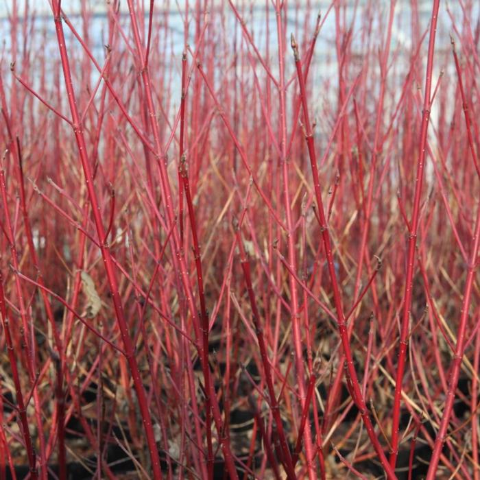 Cornus sericea 'Firedance' plant