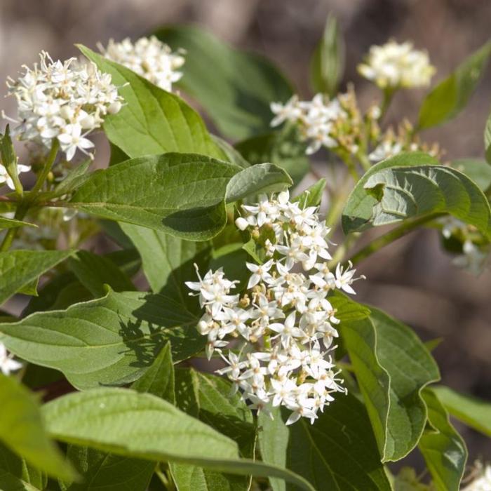 Cornus sericea 'Firedance' plant