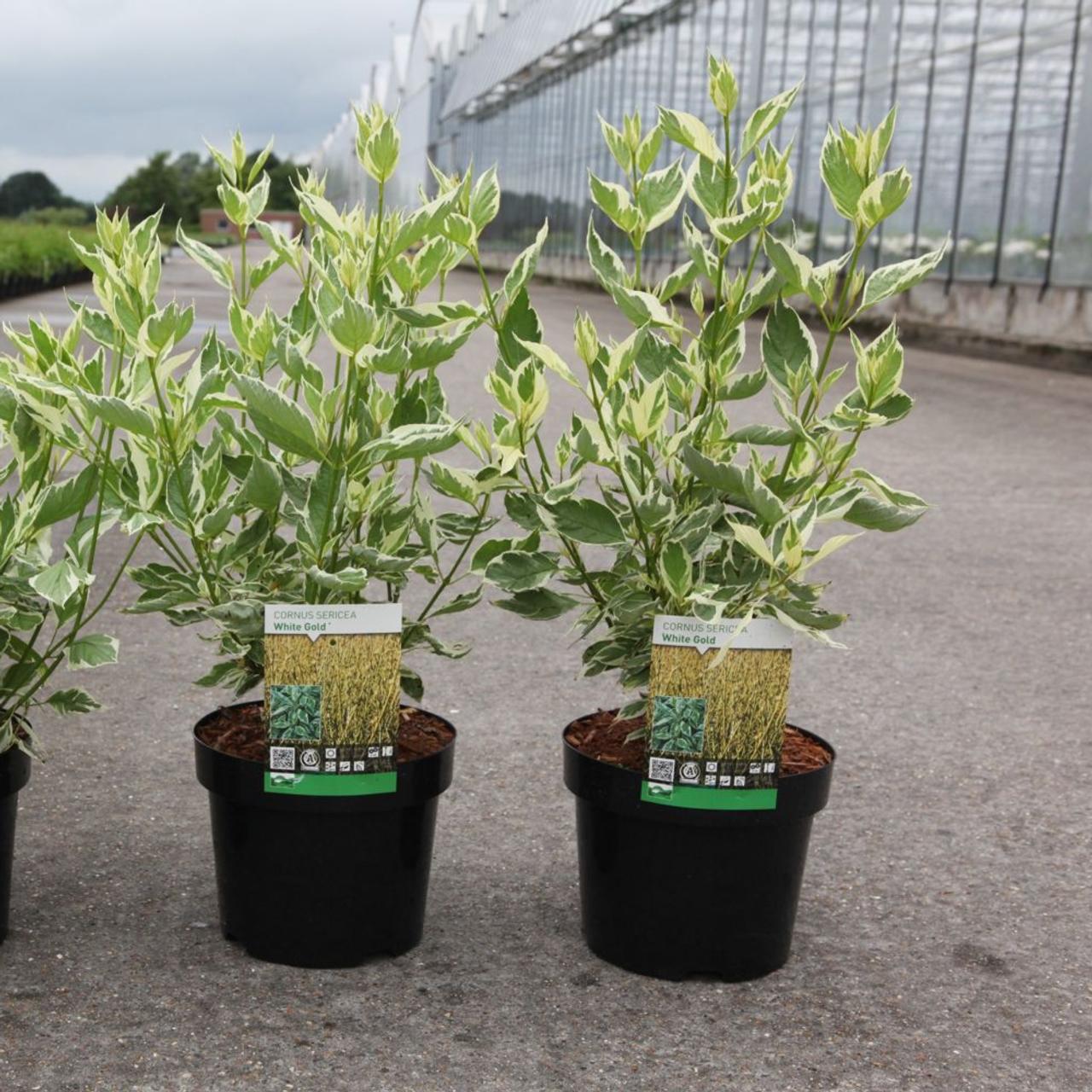 Cornus sericea 'White Gold' plant