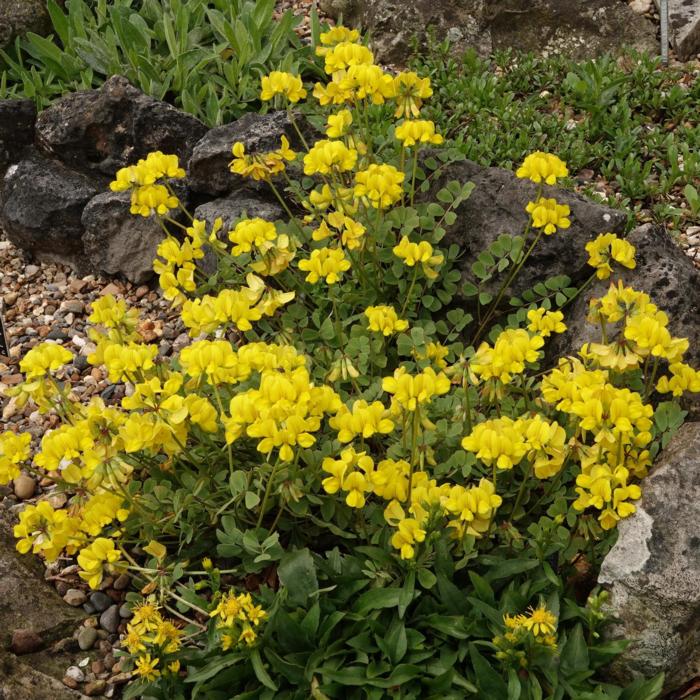 Coronilla orientalis plant