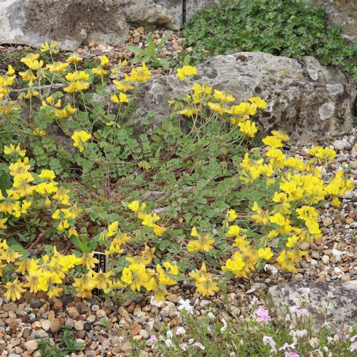 Coronilla orientalis plant