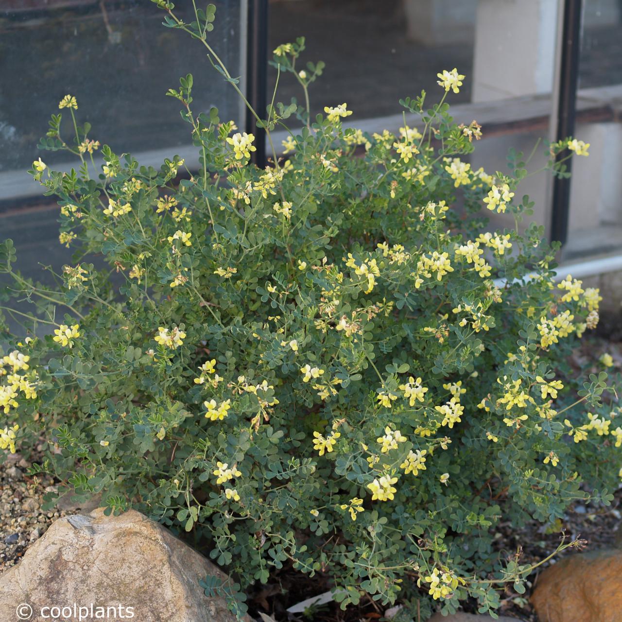 Coronilla valentina subsp. glauca 'Citrina' plant