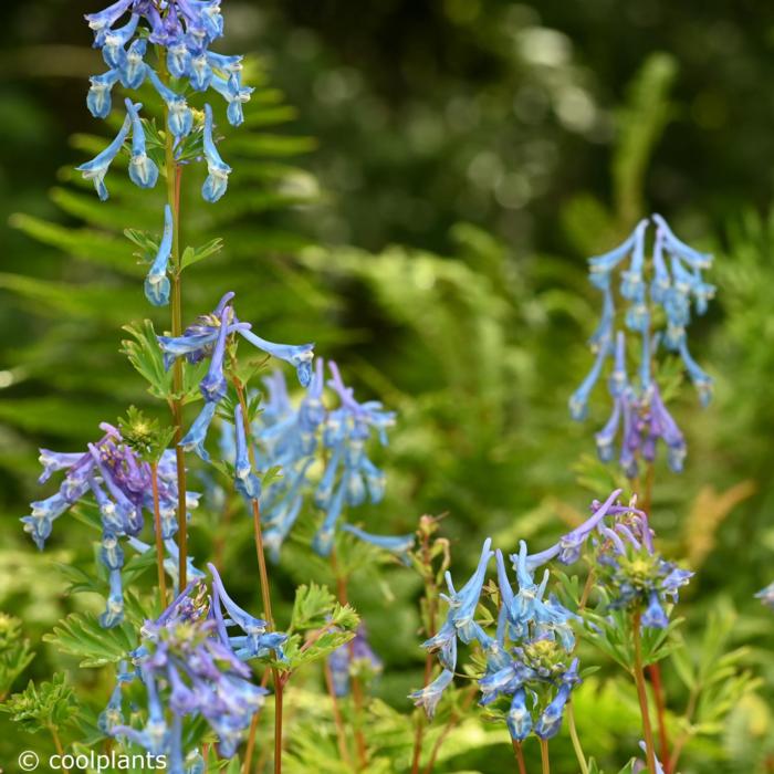 Corydalis 'Craigton Blue' plant