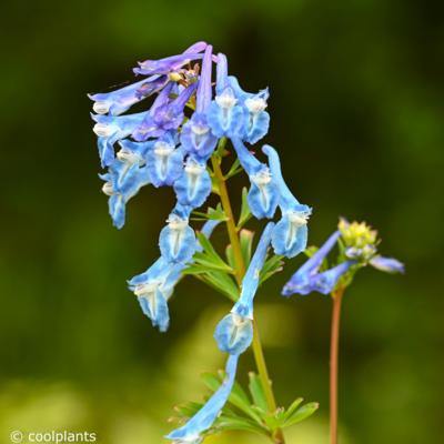 corydalis-craigton-blue