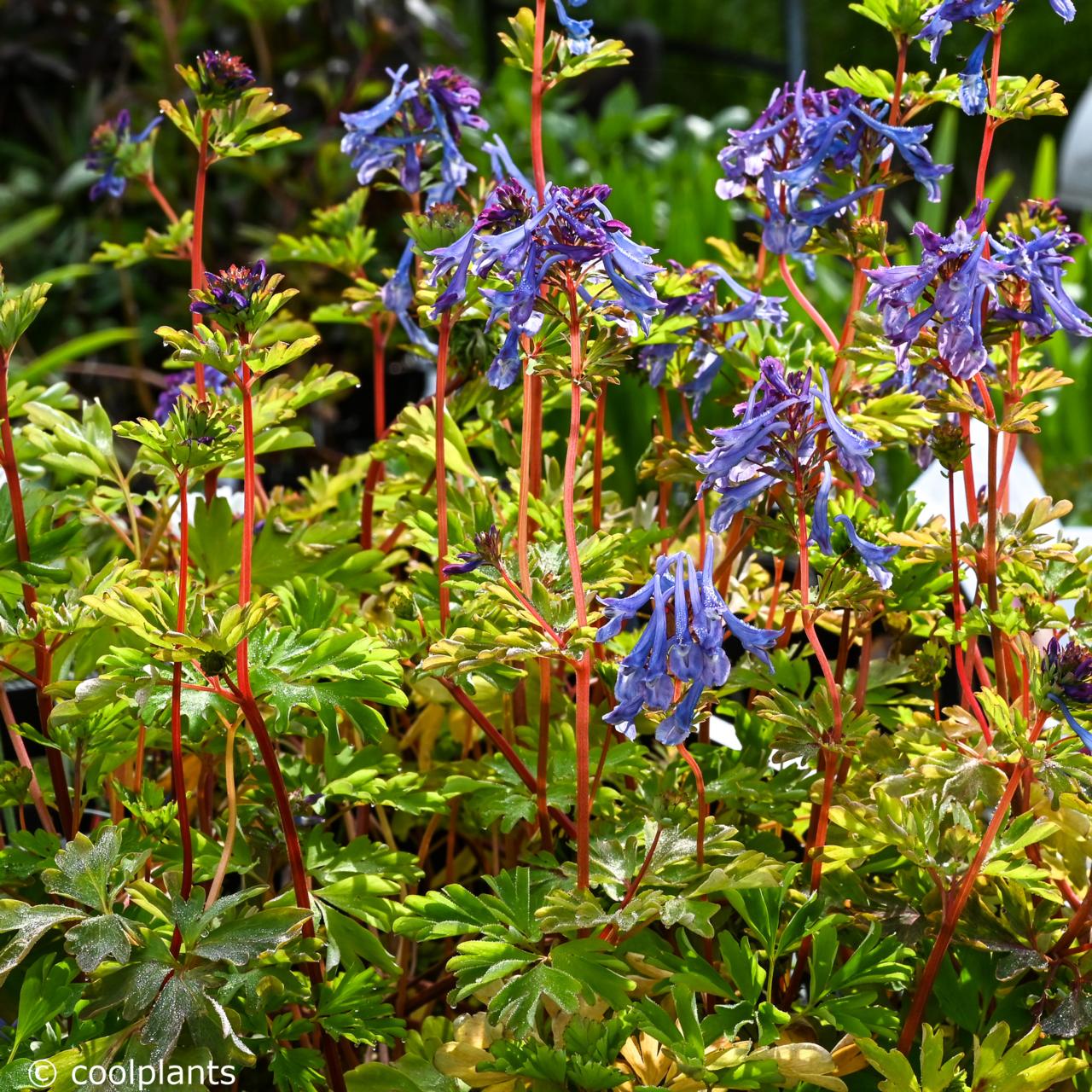 Corydalis elata 'Golden Spinners' plant