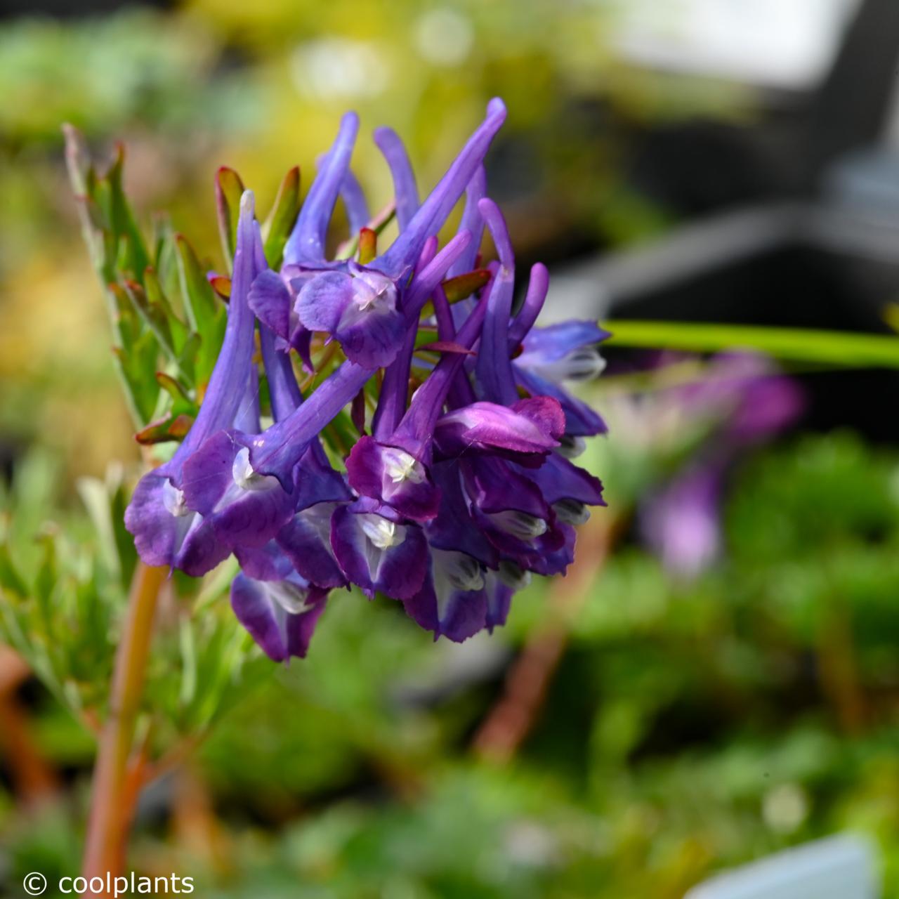 Corydalis 'Korn's Purple' plant
