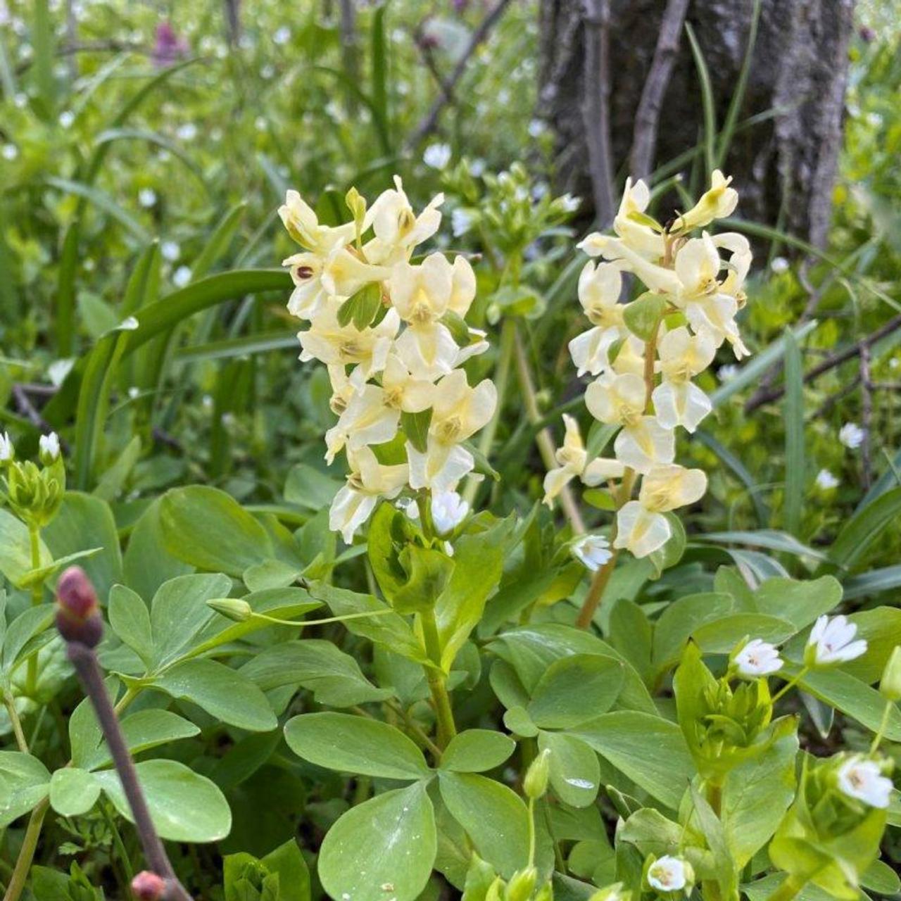 Corydalis marschalliana plant