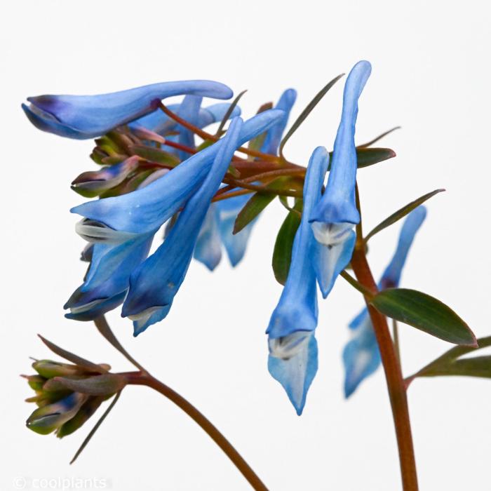 Corydalis 'Porcelain Blue' plant