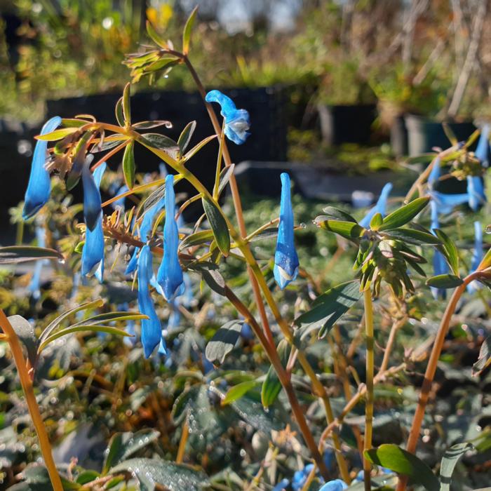 Corydalis 'Porcelain Blue' plant