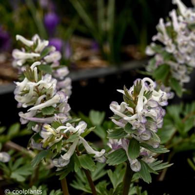 corydalis-solida-merlin