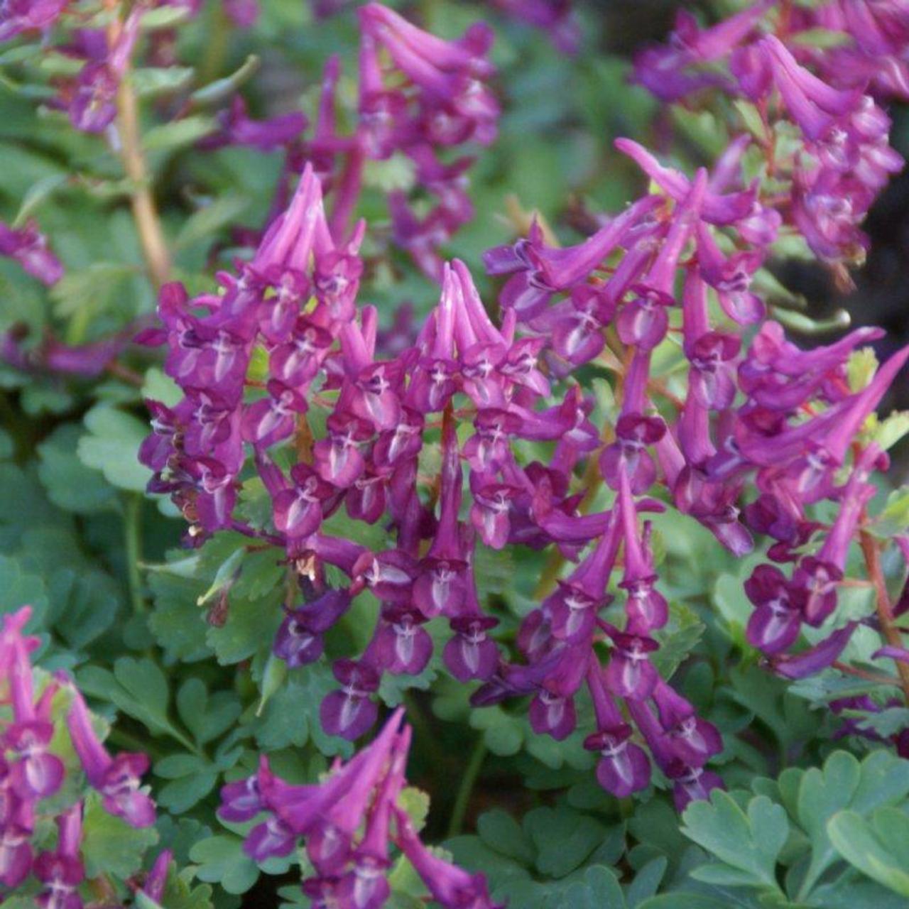 Corydalis solida 'Purple Bird' plant