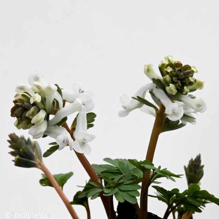 Corydalis solida 'Snowy Owl' plant