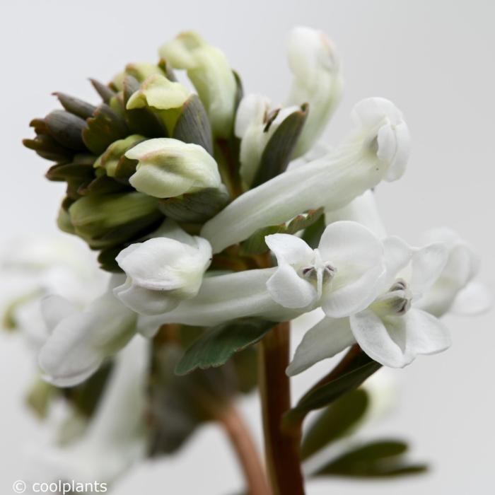 Corydalis solida 'Snowy Owl' plant