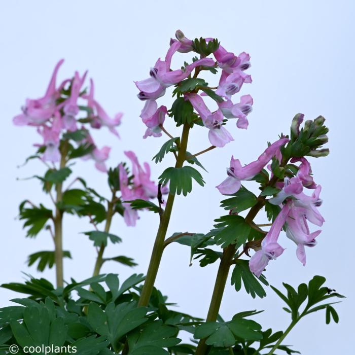 Corydalis solida subsp. solida 'Beth Evans' plant