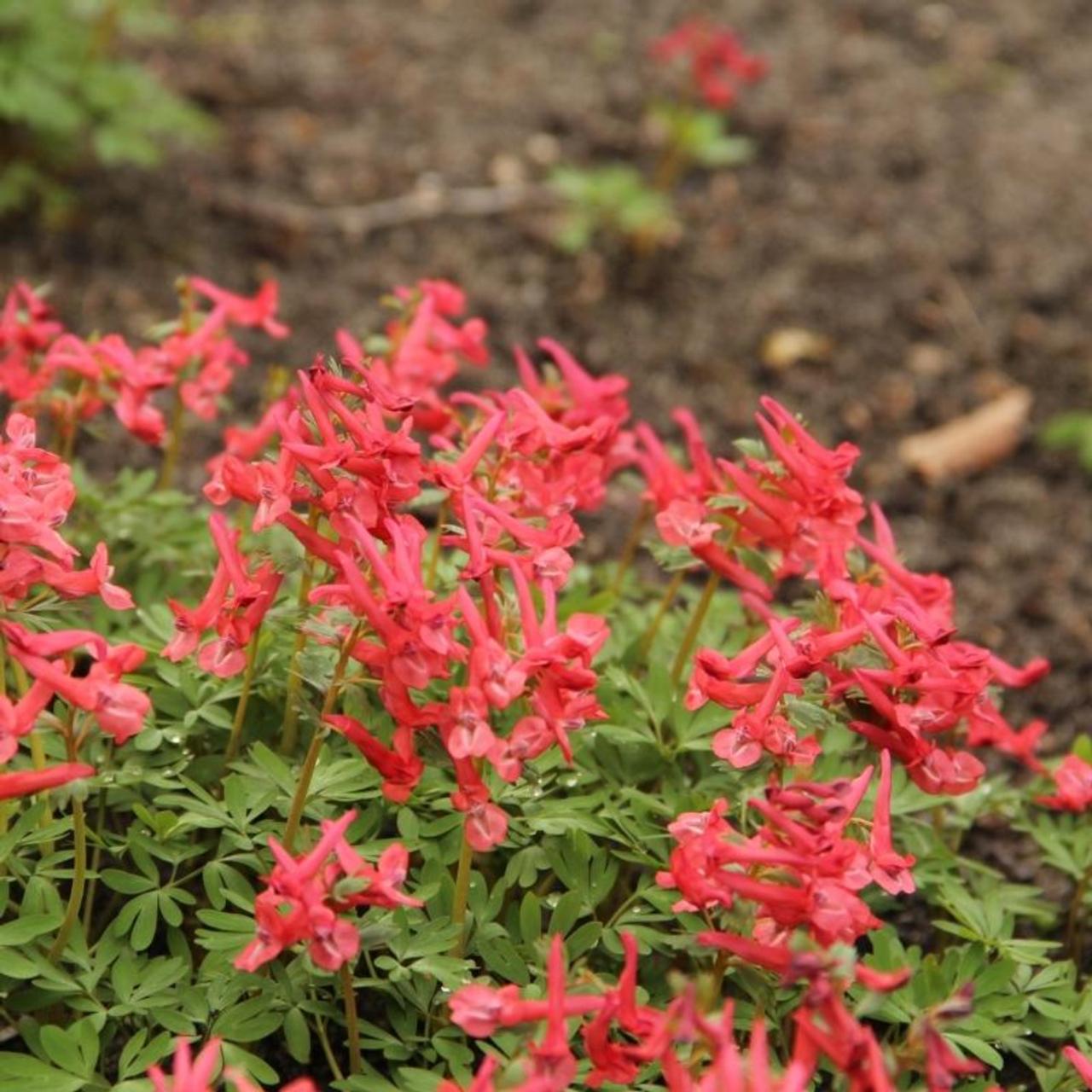 Corydalis solida subsp. solida 'George Baker' plant