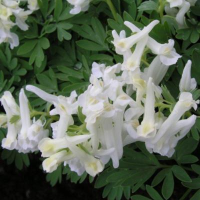 corydalis-solida-white-knight