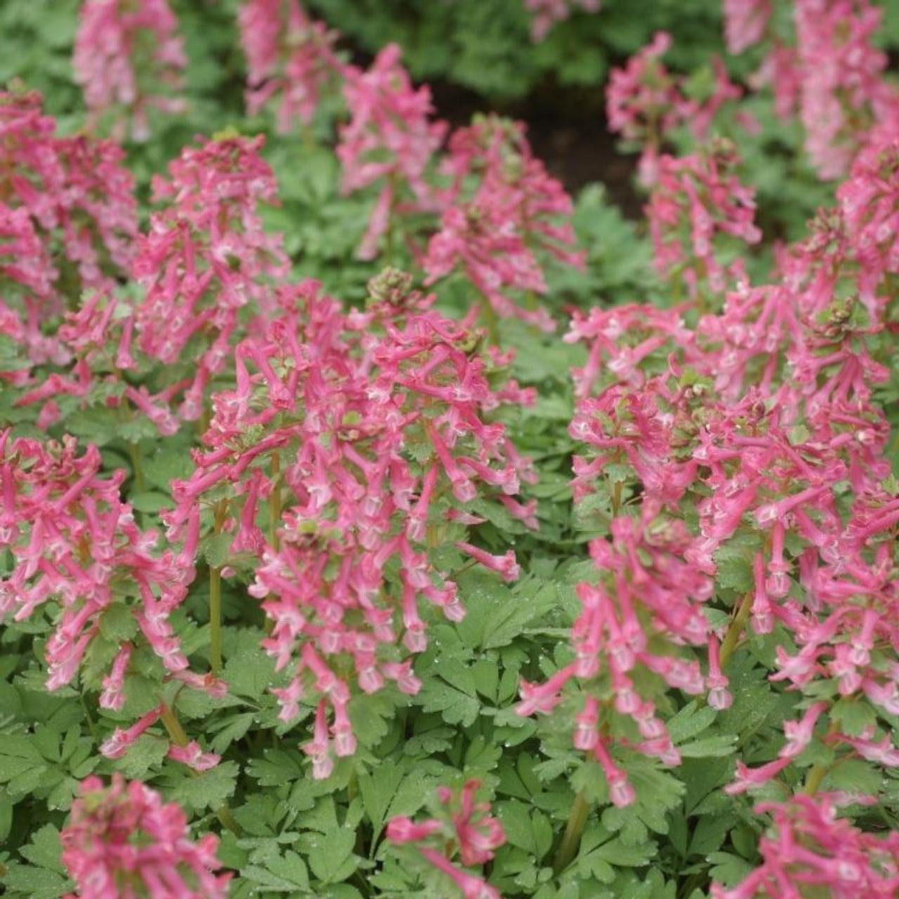 Corydalis solida plant