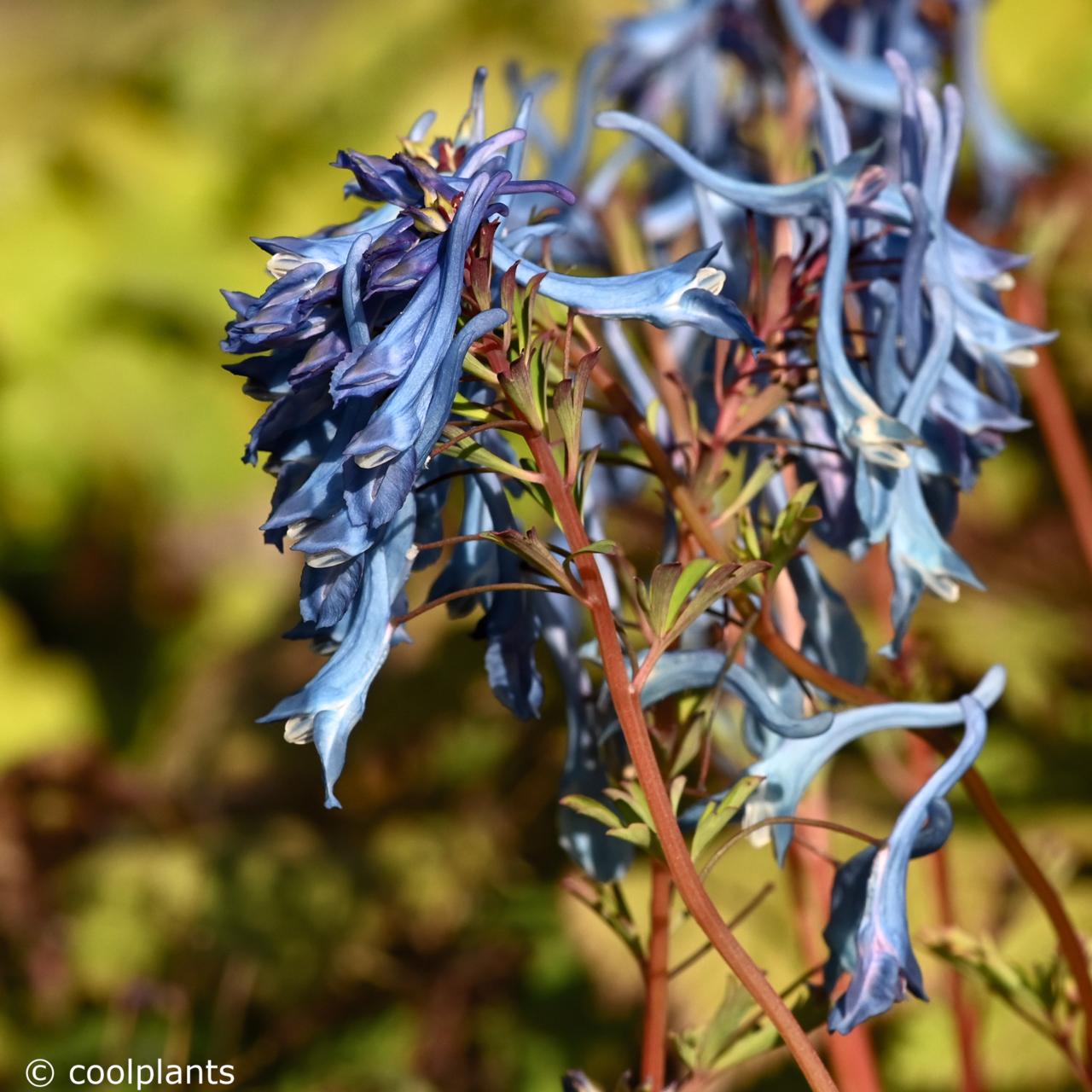 Corydalis 'Tory MP' plant