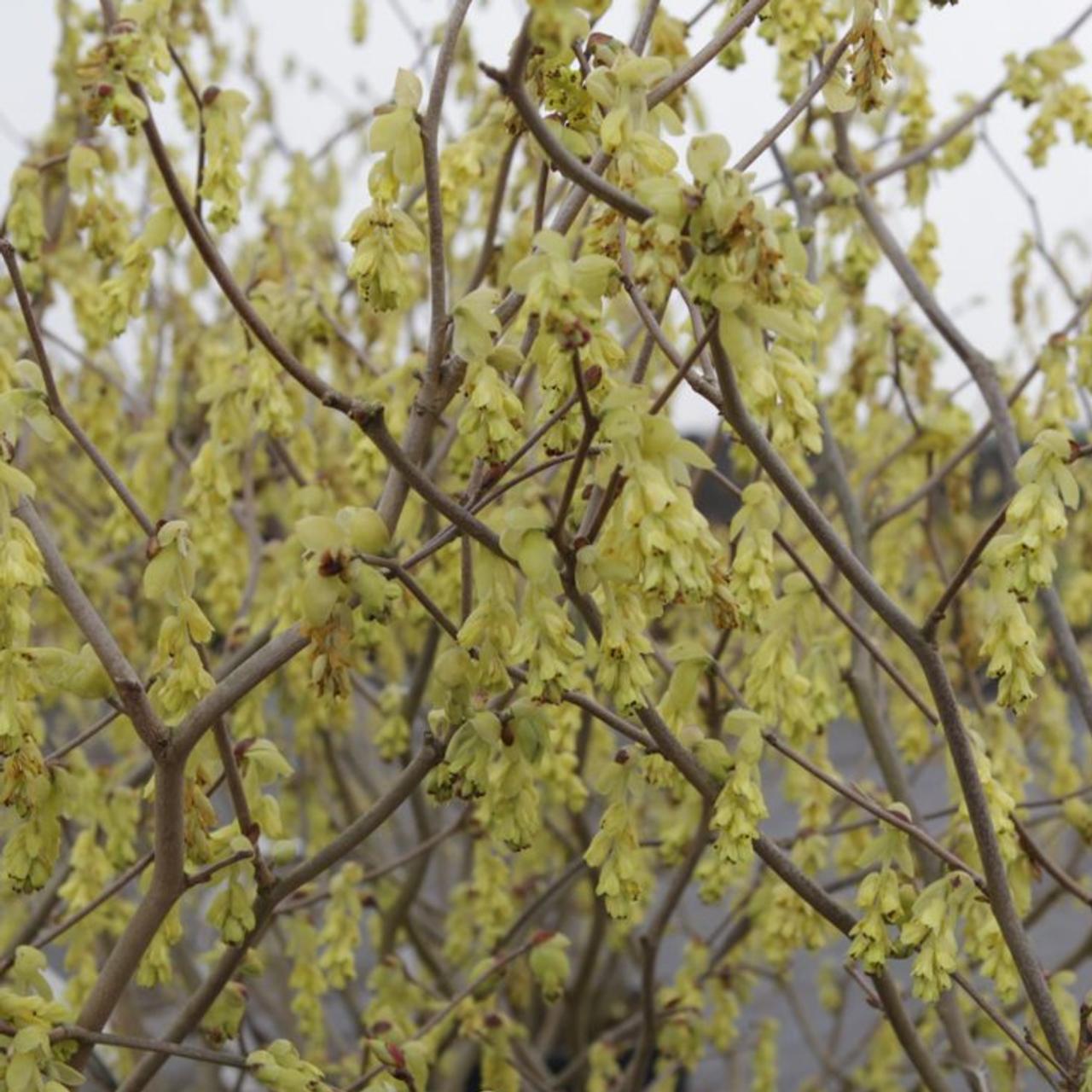 Corylopsis spicata plant