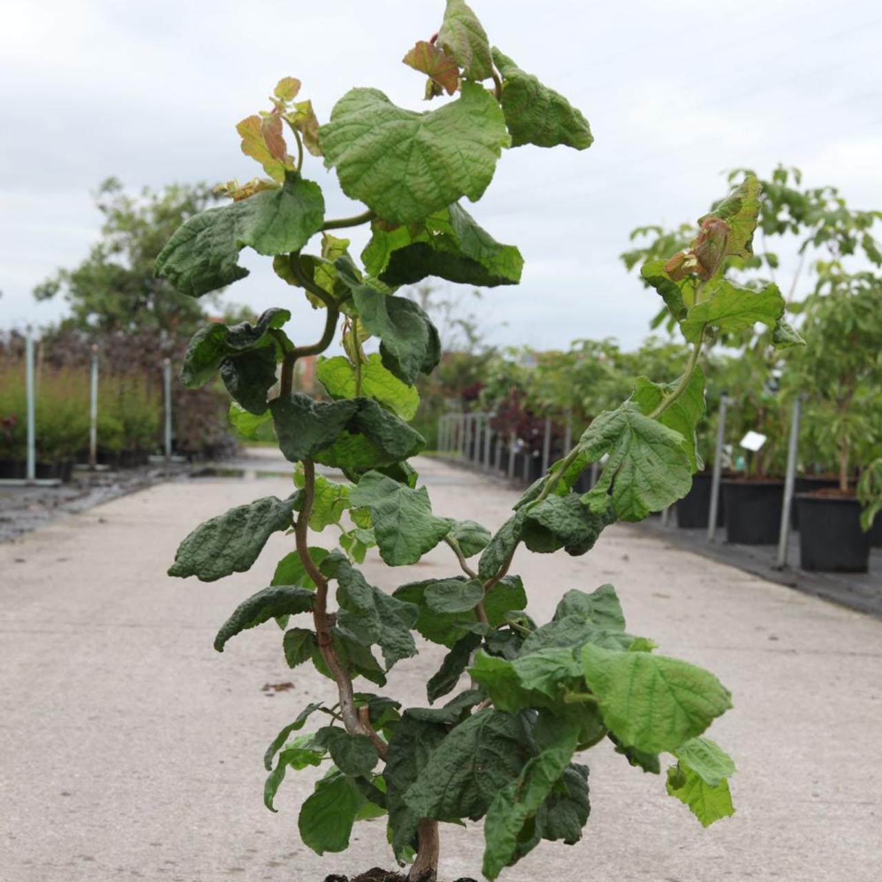 Corylus avellana 'Contorta' plant