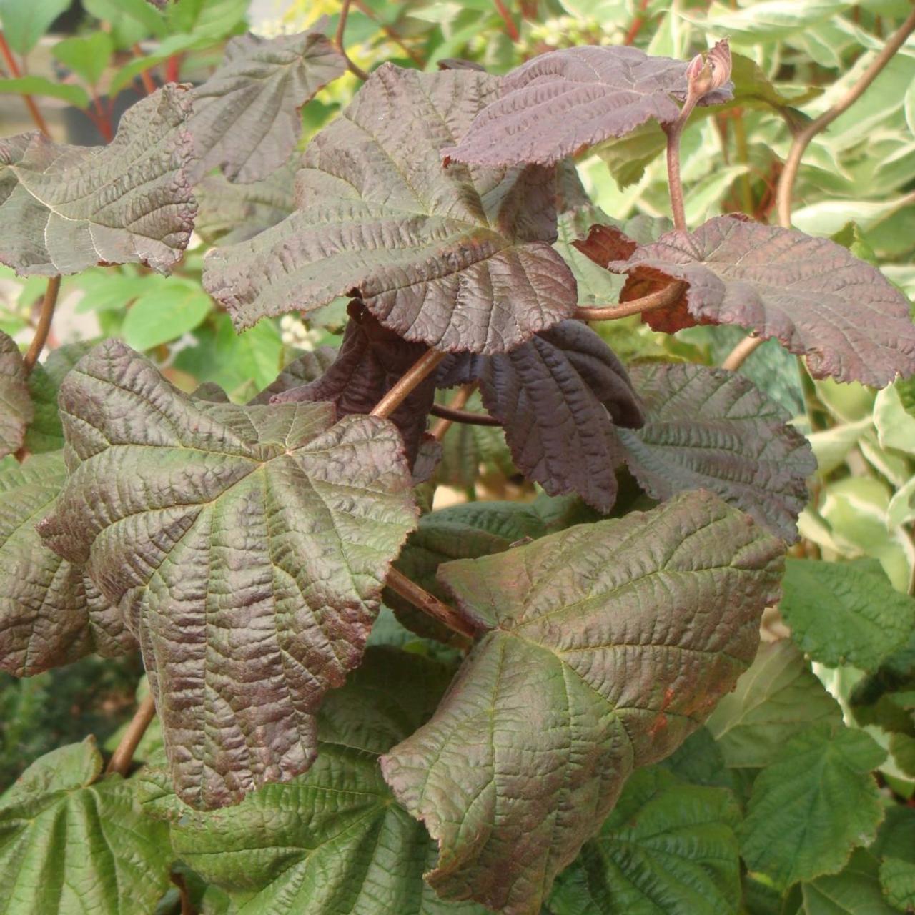 Corylus avellana 'Red Majestic' plant