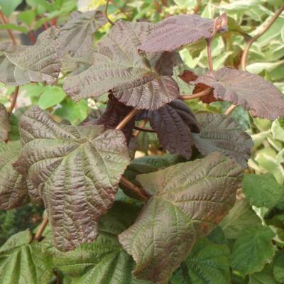 corylus-avellana-red-majestic