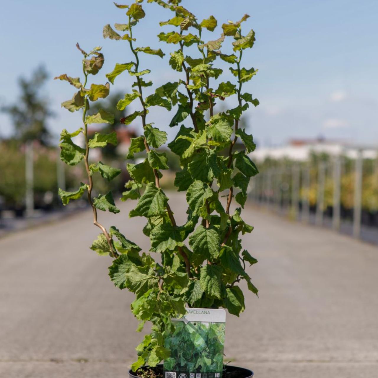 Corylus avellana 'Twister' plant