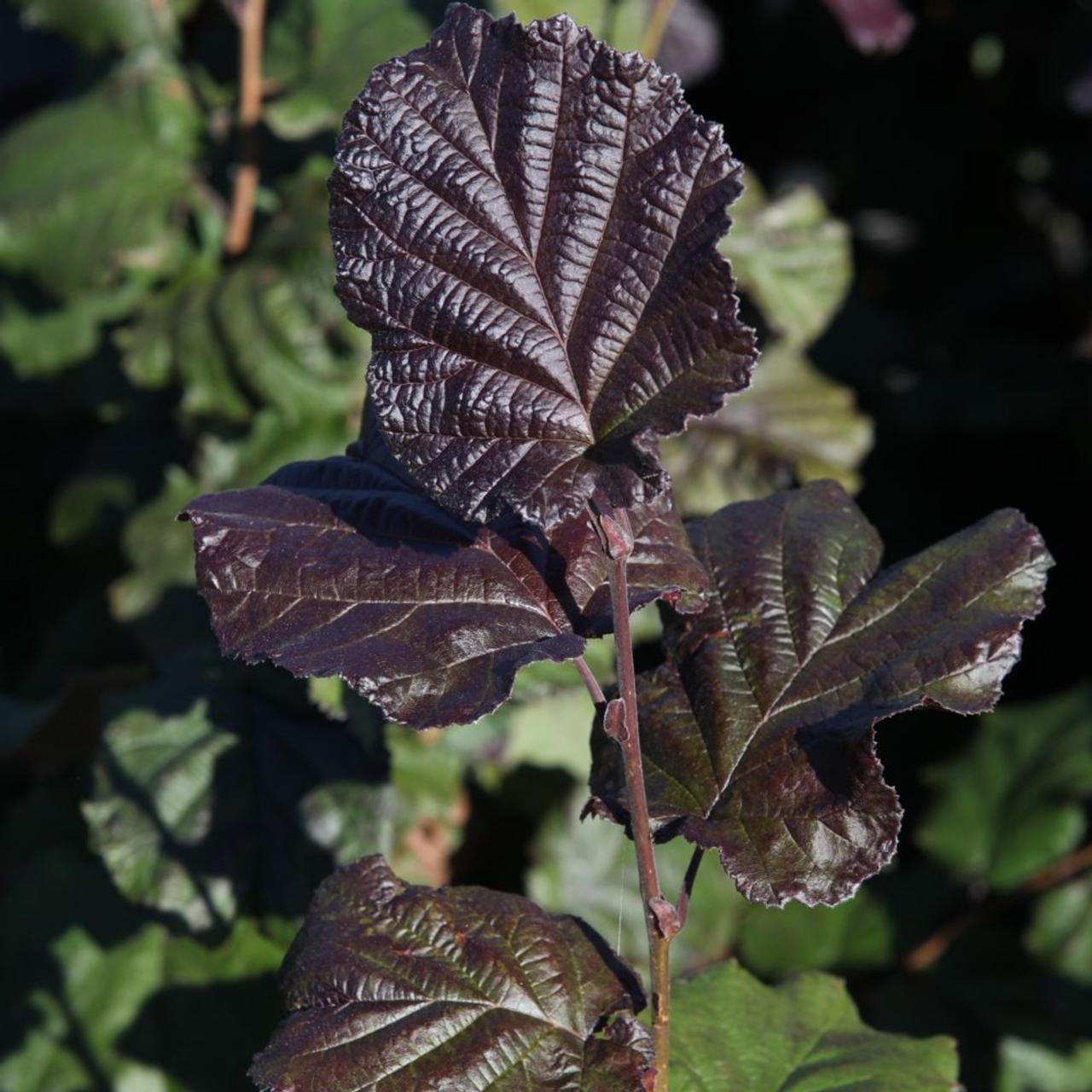 Corylus maxima 'Purpurea' plant