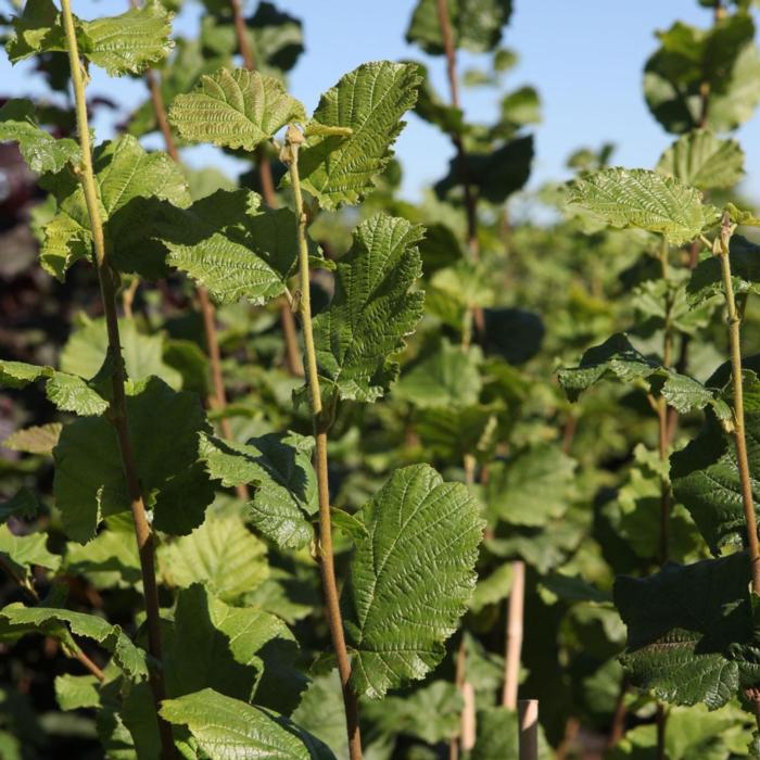 Corylus 'Webb's Prize Cob' plant