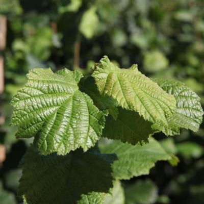 corylus-webbs-prize-cob