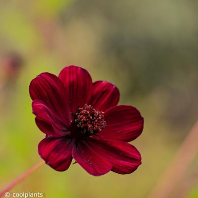 cosmos-atrosanguineus-chocamocha