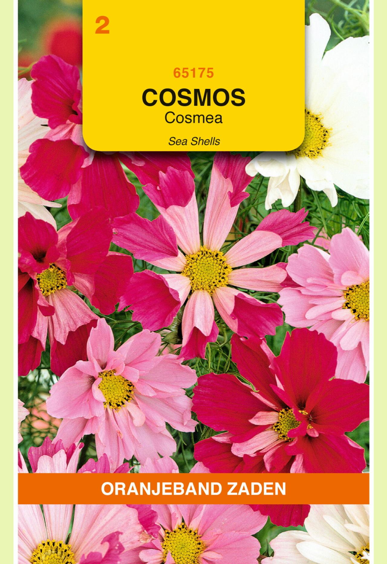 Cosmos bipinnatus 'Sea Shells' plant