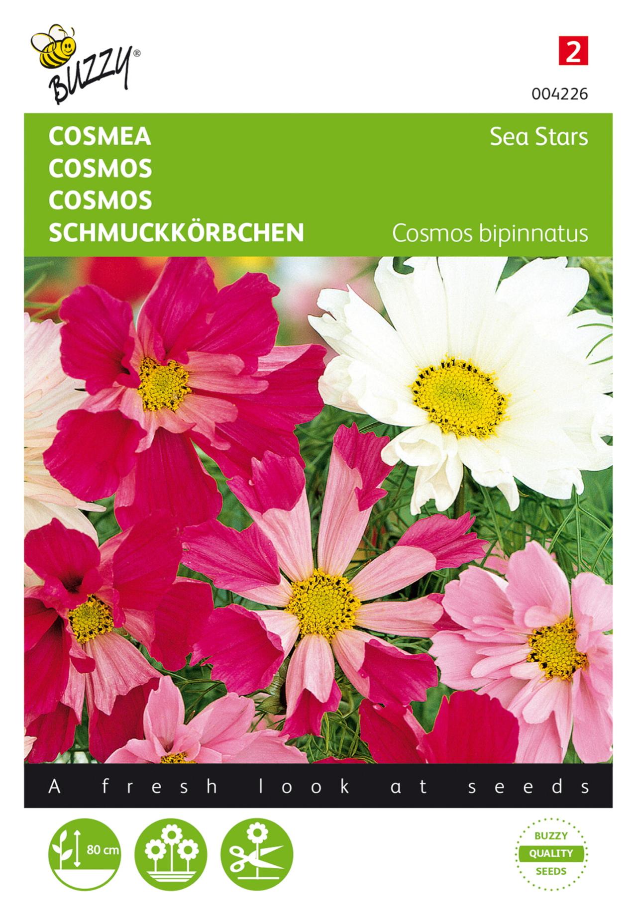 Cosmos bipinnatus 'Sea Stars' plant