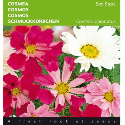 cosmos-bipinnatus-sea-stars