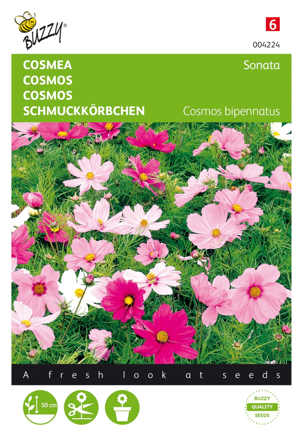 Cosmos bipinnatus 'Sonata' plant