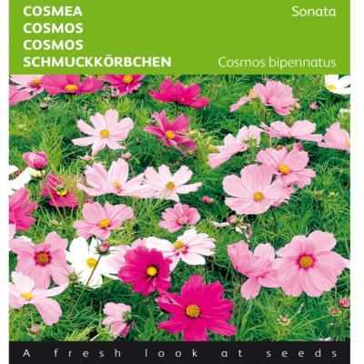 cosmos-bipinnatus-sonata