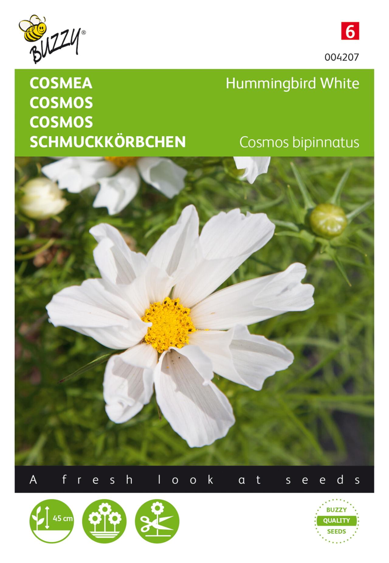 Cosmos bippinnatus 'Hummingbird White' plant