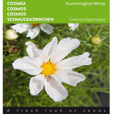 cosmos-bippinnatus-hummingbird-white