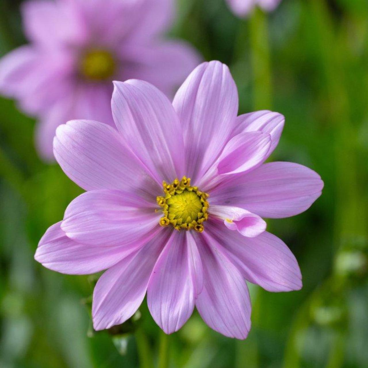 Cosmos peucedanifolius 'Flamingo' plant