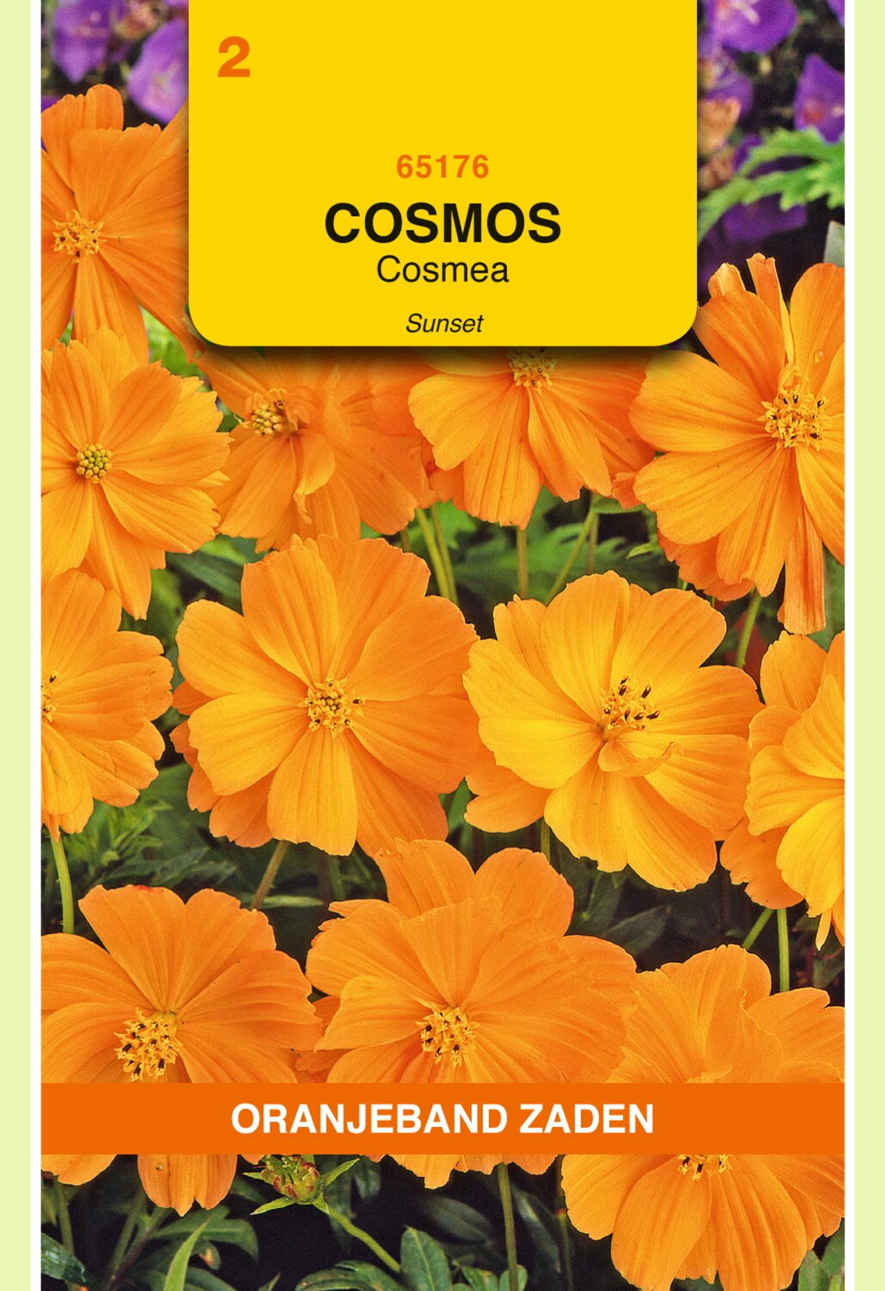 Cosmos sulphureus 'Sunset' plant