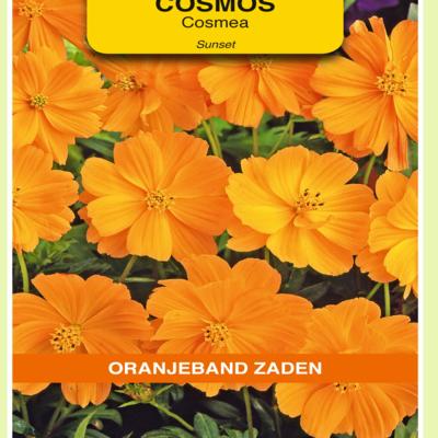 cosmos-sulphureus-sunset