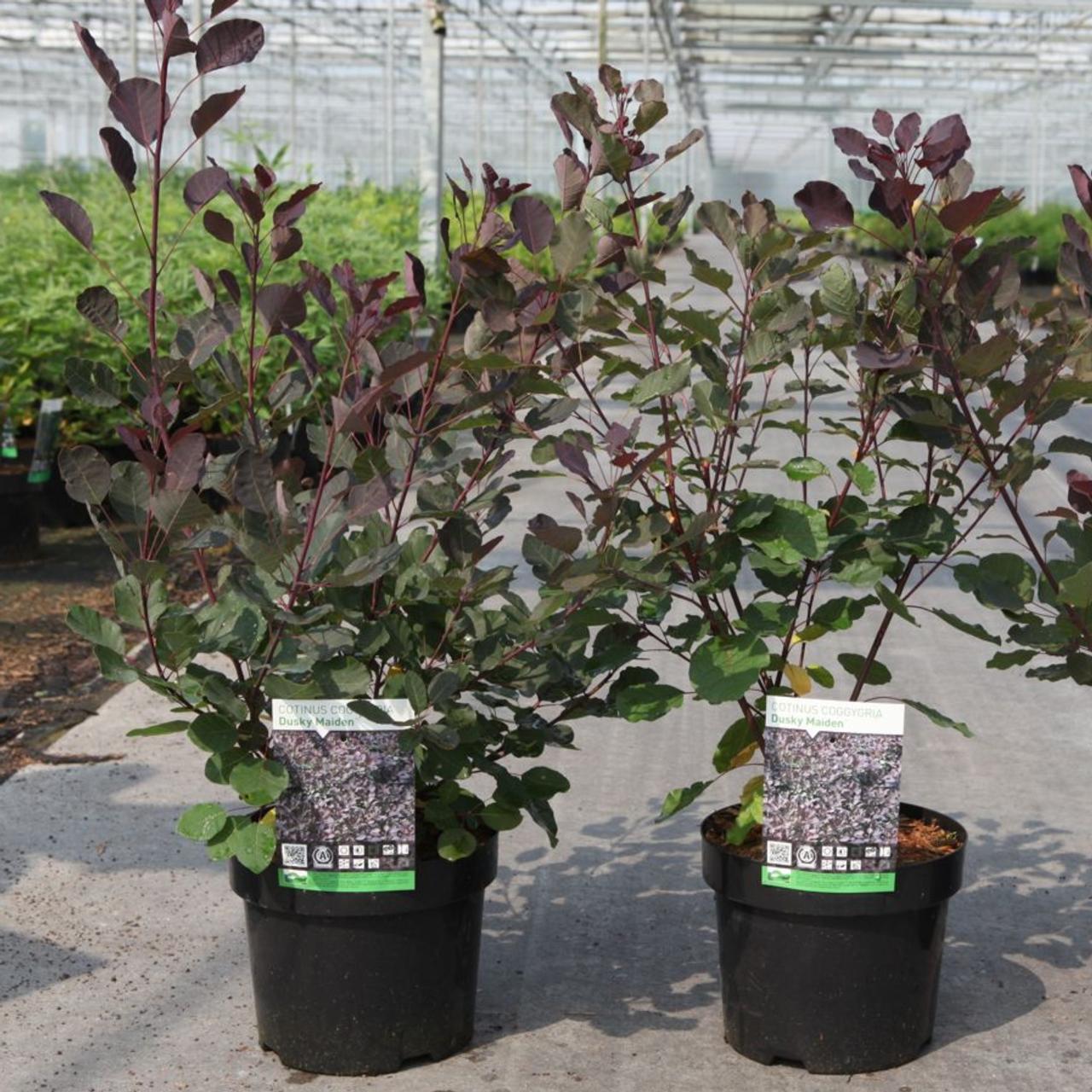 Cotinus coggygria 'Dusky Maiden' plant