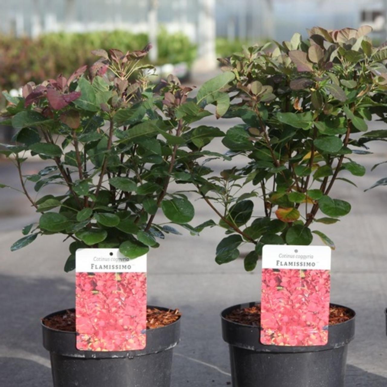 Cotinus coggygria FLAMISSIMO  plant