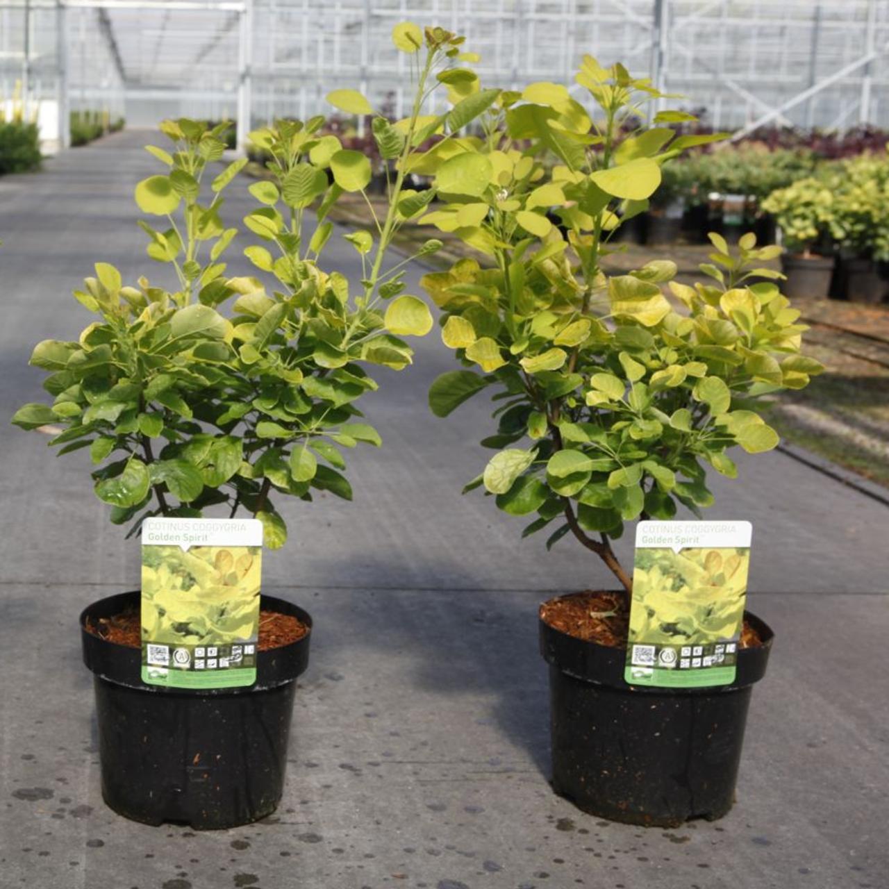 Cotinus coggygria 'Golden Spirit' plant