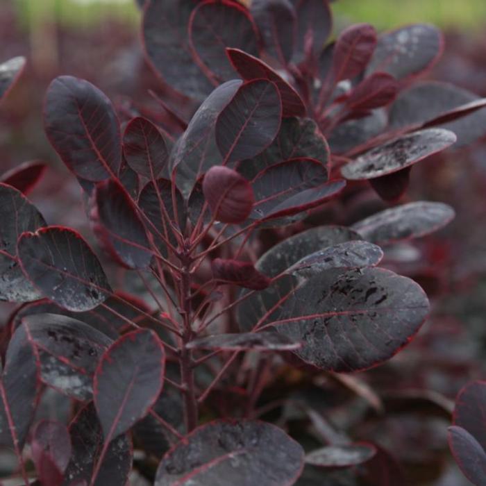 Cotinus coggygria 'Lilla' plant