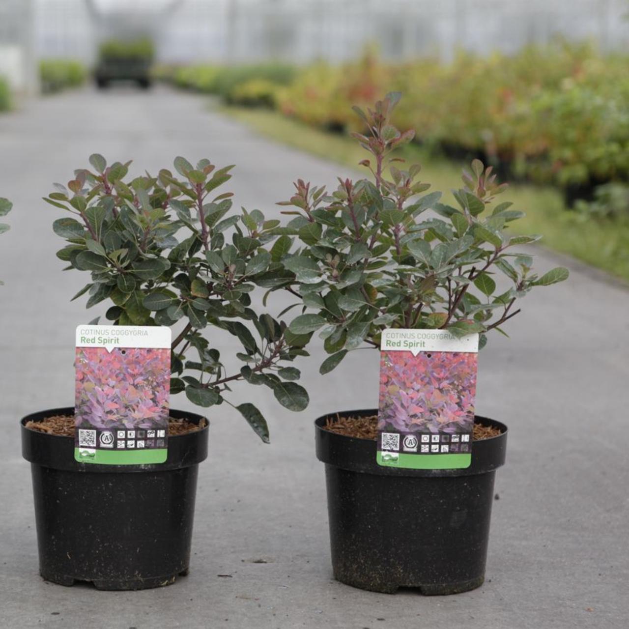 Cotinus coggygria 'Red Spirit' plant