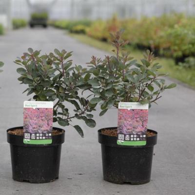 cotinus-coggygria-red-spirit