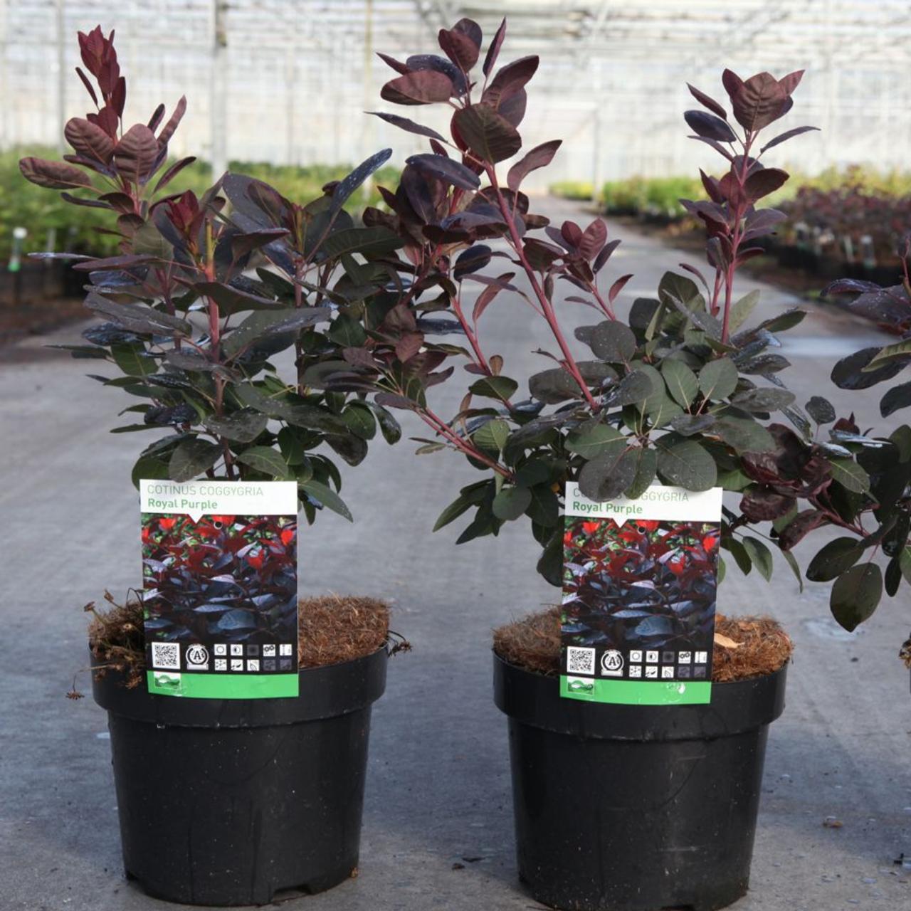 Cotinus coggygria 'Royal Purple' plant