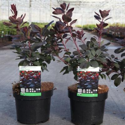 cotinus-coggygria-royal-purple