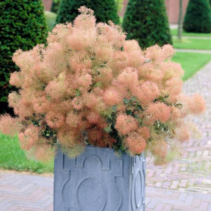 Cotinus coggygria 'Young Lady' plant